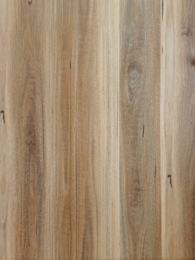 Spotted Gum