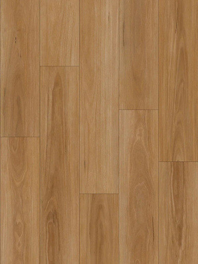 Classic Blackbutt