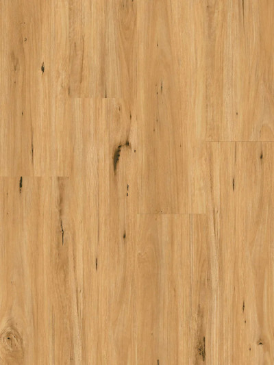 Coastal Blackbutt