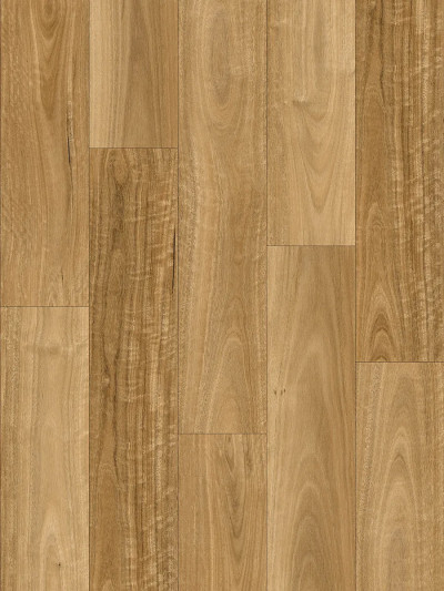 Highland Spotted Gum