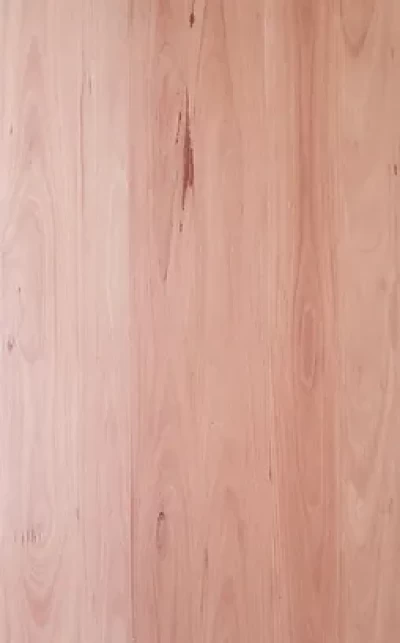New England Blackbutt