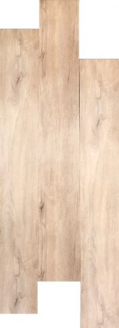 QLD She Oak