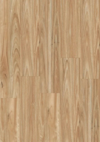 Smooth Blackbutt