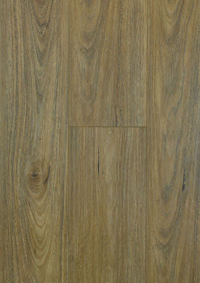 Spotted Gum