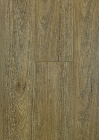 Spotted Gum