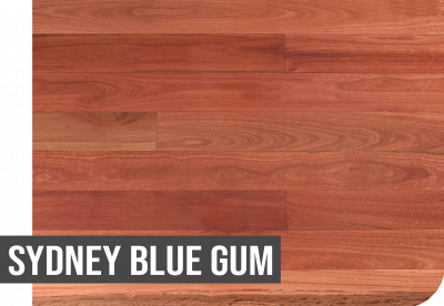 Sydney Blue Gum