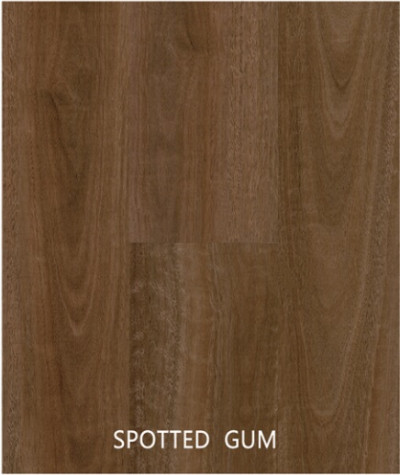 Hybrid Spotted Gum